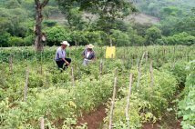 Honduras - contadini
