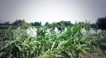 No GMOs: activists destroy a GM Mon810 maize field in North-East of Italy