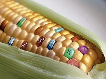 Mais OGM 