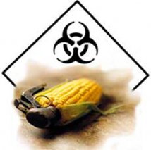 OGM - Il tribunale ordina la distruzione del campo OGM