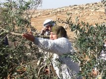 Hebron, resistenza contro la distruzione degli oliveti 