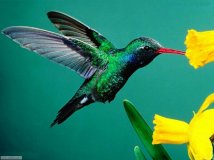 colibrì zumzumeo